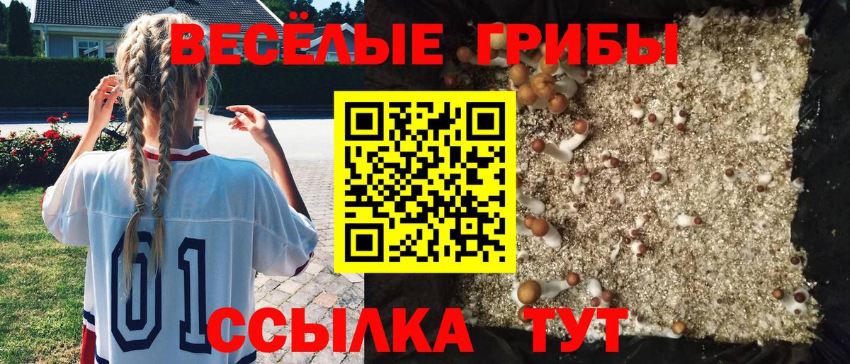 Галлюциногенные грибы GOLDEN TEACHER  Вход с VPN  Галлюциногенные грибы Psilocybe  Зерноград 